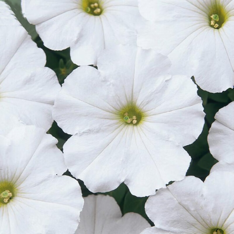 花种子种孑种籽花籽子 海市蜃楼系列 四季好养 泛美矮牵牛白色20粒