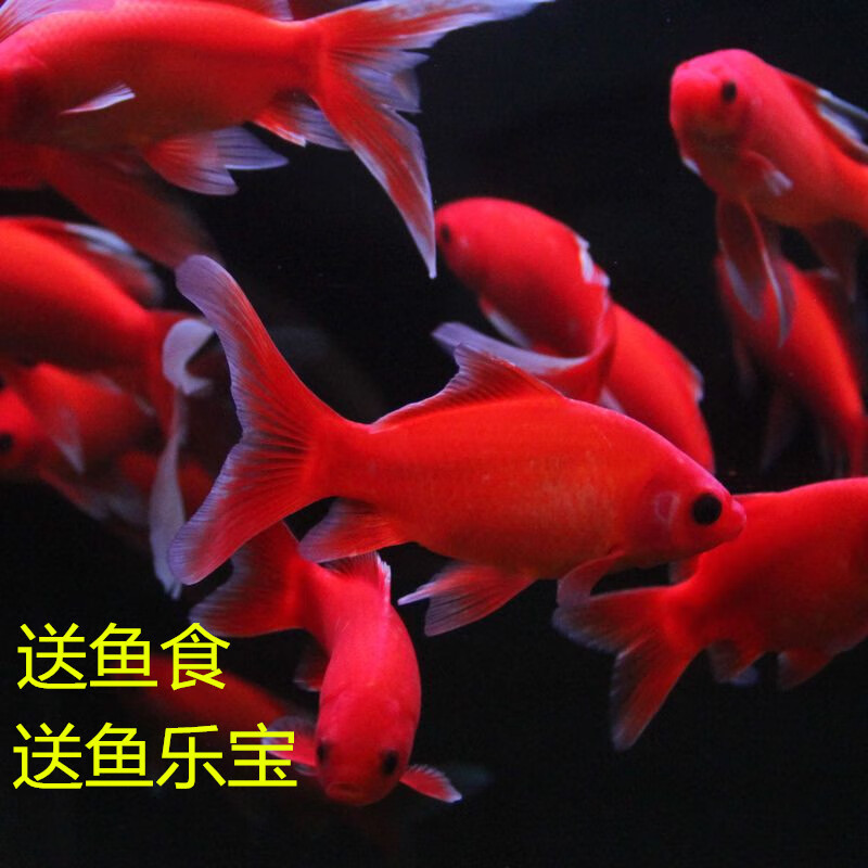 观赏鱼冷水血鹦鹉鱼好养锦鲤草金黑眼活鱼金鱼活体小鱼小型淡水鱼
