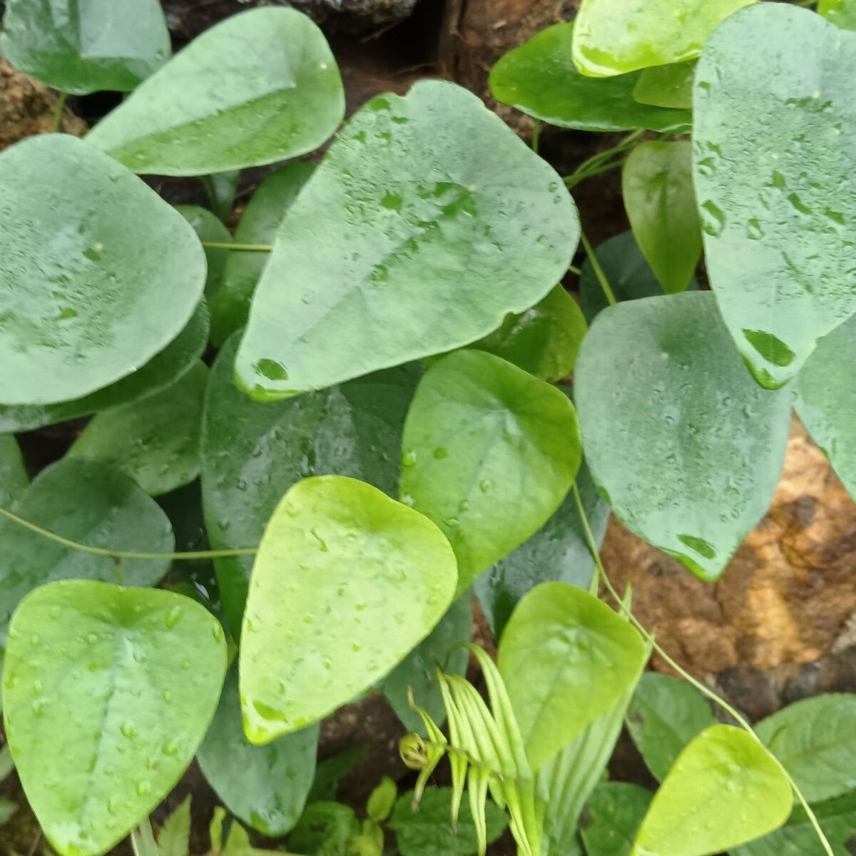 广西新鲜野生千金藤粪箕笃犁壁藤田鸡草中药材飞天雷公藤叶包邮 500克