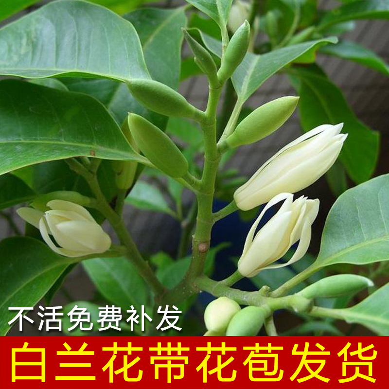 雪沫四季白兰花盆栽树苗矮化室内花卉浓香型带花苞庭院大型绿植 白兰3