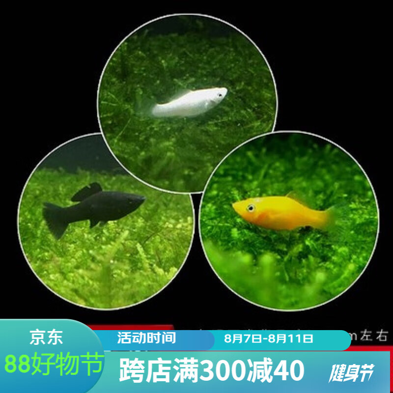 卡奇鱼 胎生鱼 玛丽球鱼热带观赏鱼淡水鱼活体鱼宠物鱼宠物活体丽丽曼龙 三色玛丽鱼6条高性价比高么？