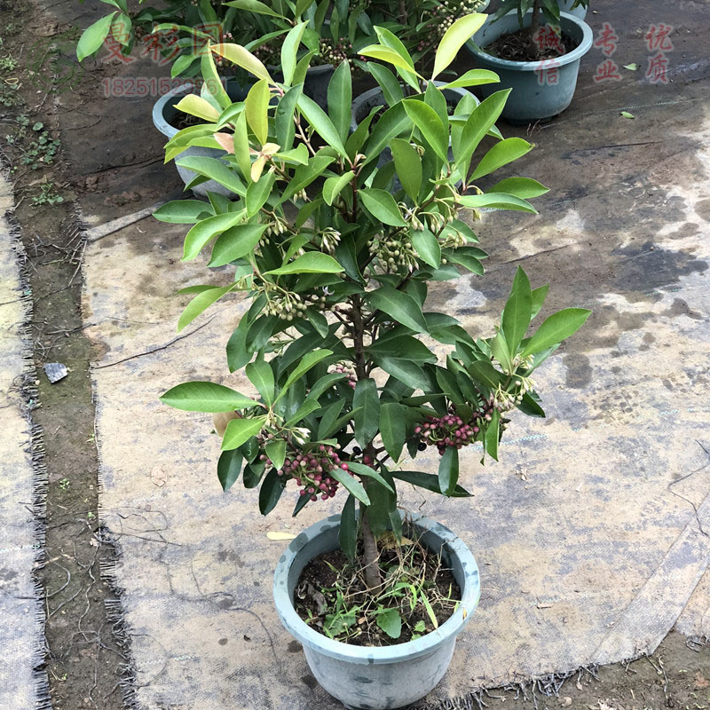 富贵子盆栽 紫金牛不老春室内客厅植物绿植盆栽盆景年宵花卉 紫金牛