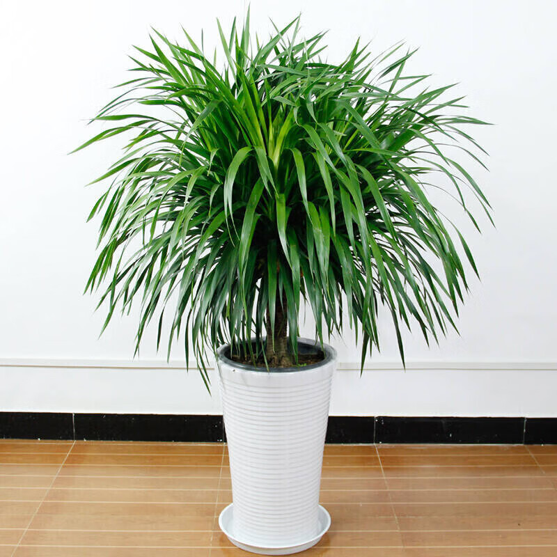 莹影高品质绿植盆栽价格走势及特色榜单|查看绿植盆栽商品历史价格的网站