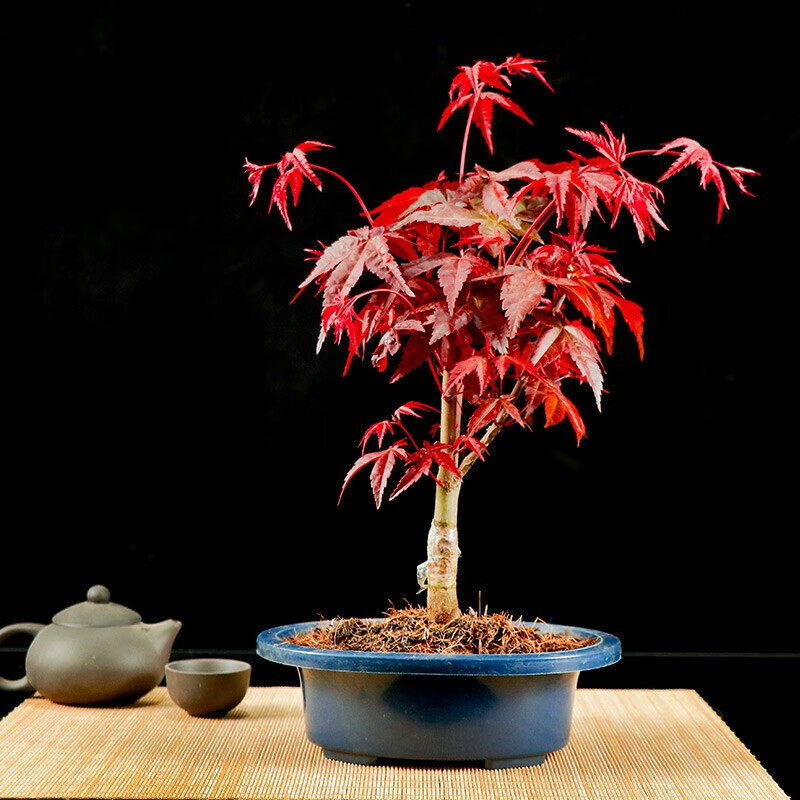 矮霸枫树老桩花卉植物室内花办公桌盆栽黄金枫树苗 红枫 根茎1cm粗