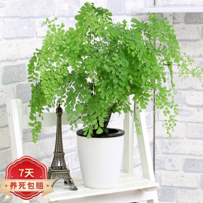 铁线蕨盆栽 中型植物耐阴喜水 室内办公桌水培植物 白色 植物 白色