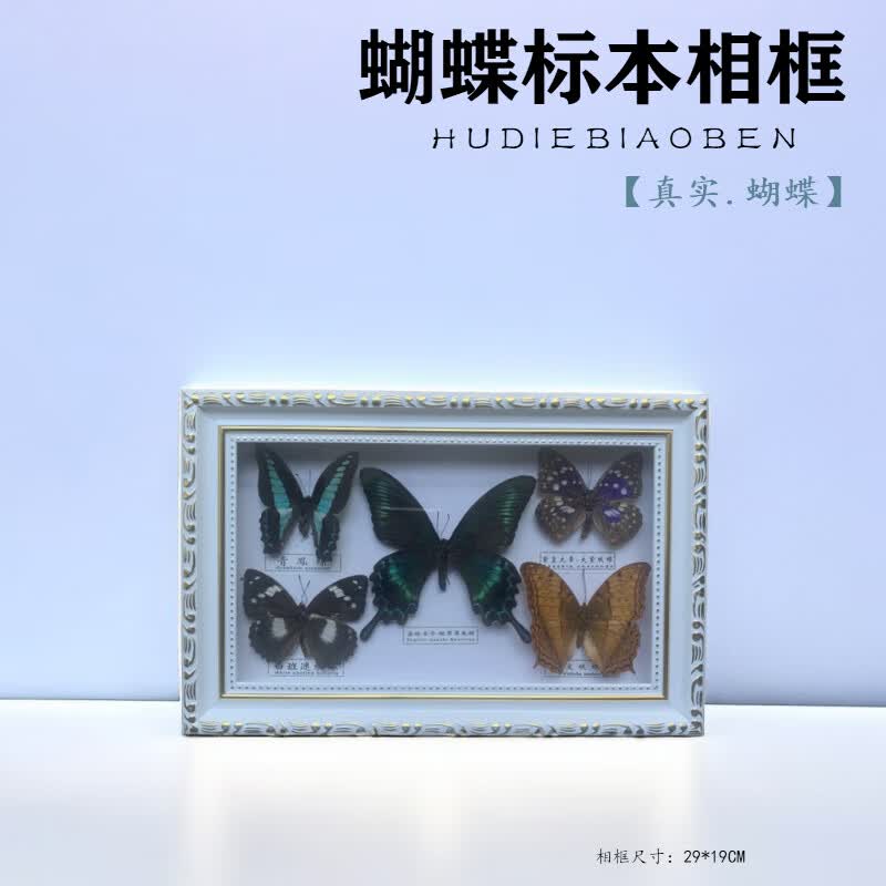 zepin蝴蝶标本真实昆虫幼儿园教学展示儿童节日礼物居家相框摆件 主图款5只蝴蝶 默认使用感如何?