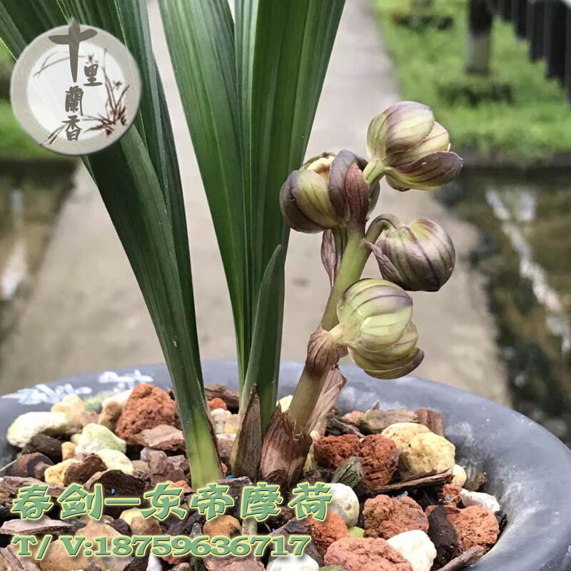 春剑 东帝摩荷 兰花盆栽矮种浓香紫黑红荷名贵兰花苗 1苗价格(1苗不售