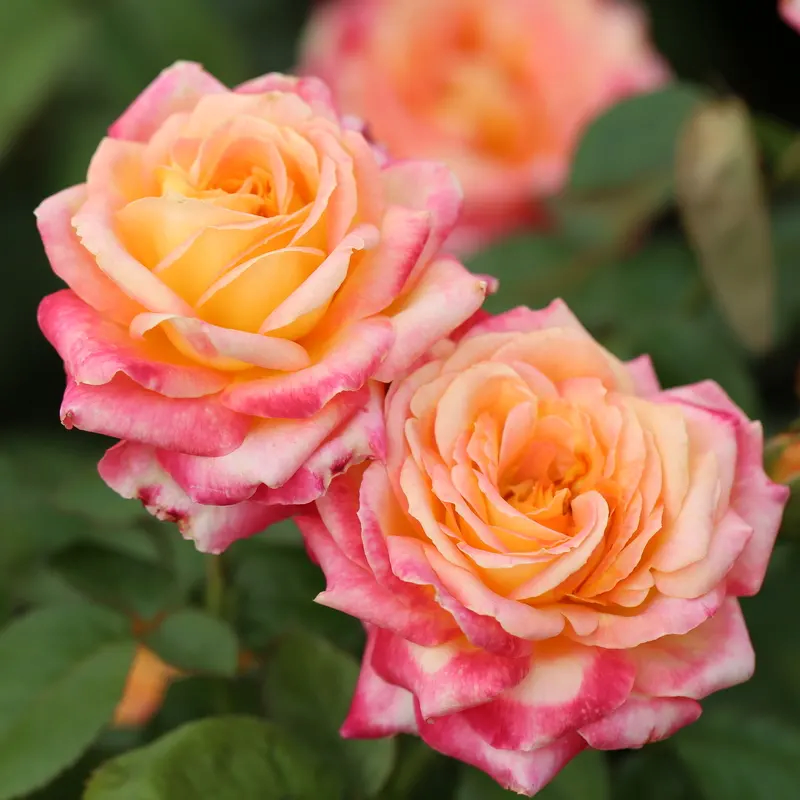 玫瑰花苗特大花带花苞花卉绿植物盆栽月季蔷薇室内外庭院阳台四季