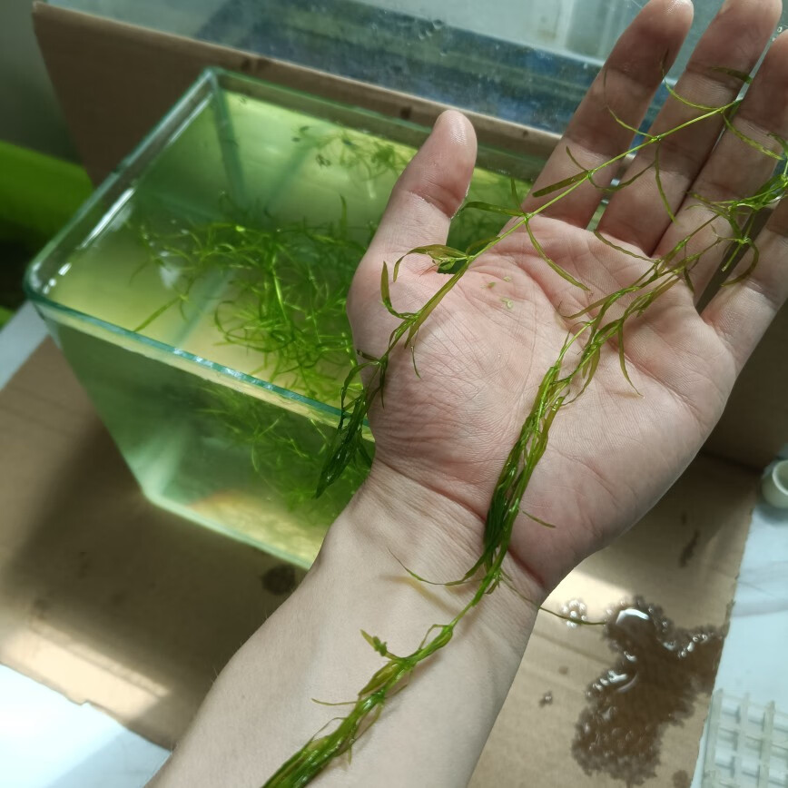 拾爱水草印度小竹节草新手好养耐活懒人阴性水草鱼缸装饰造景 竹节草