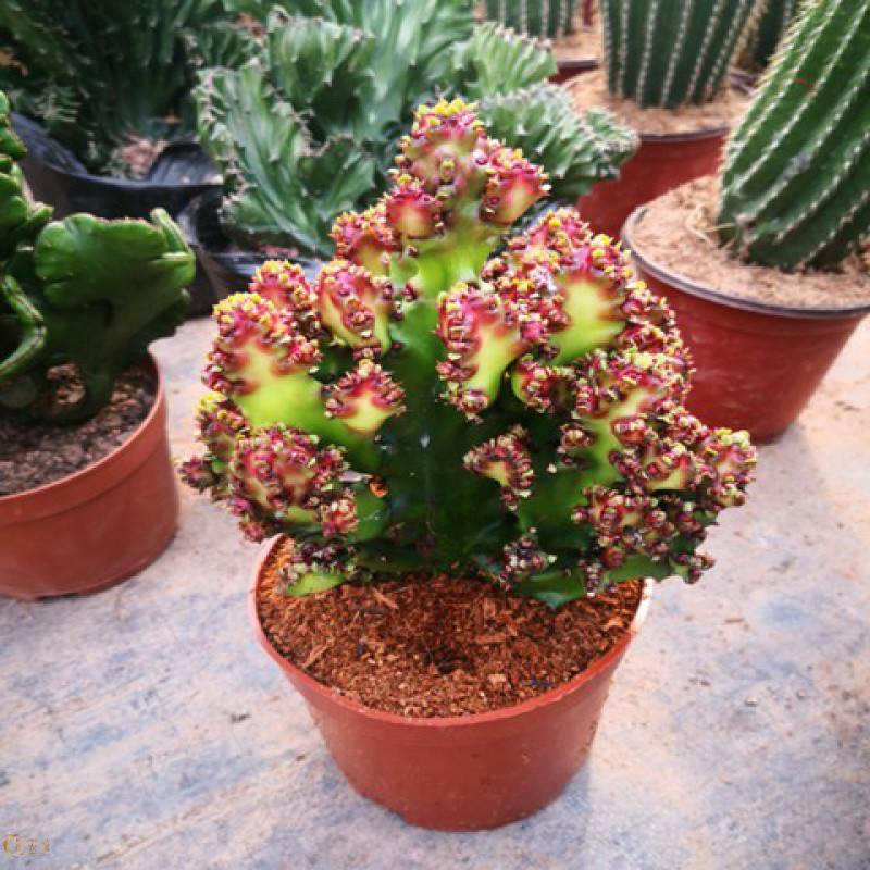 木繁 盆栽金麒麟 好养绿植花卉 彩春风 多肉防辐射植物 彩麒麟20厘米