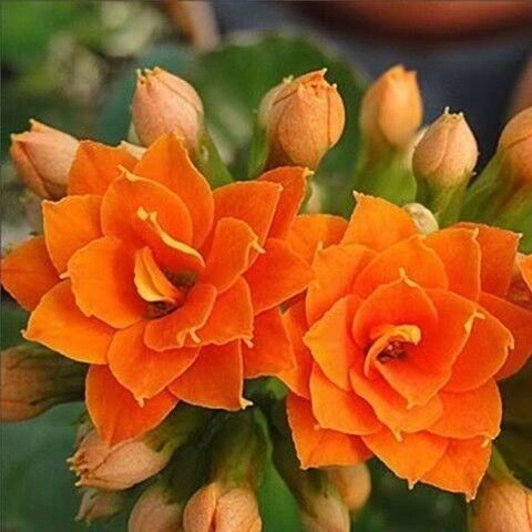 长寿花盆栽重瓣大花苗带花苞四季开花阳台室内庭院花卉盆景绿植 橙色