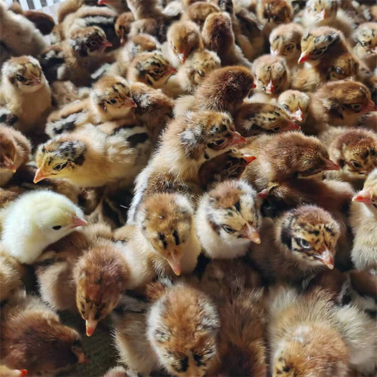 正宗纯种小山鸡苗鲜活七彩野山鸡苗纯种蓝山鸡活苗土鸡苗活体包邮