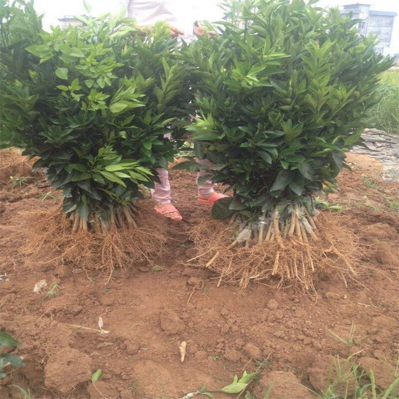 瑰季广西武鸣正宗091无核沃柑树苗纯正嫁接无籽橘子苗柑橘苗果树果苗