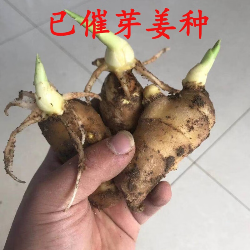 囧仙子生姜种发芽生姜种植苗大姜种子姜苗姜种 3斤装