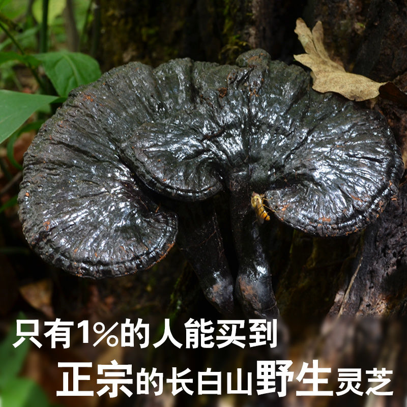 【整枝发货】长白山黑灵芝仿野生灵芝一支黑深山特级紫林芝可切片