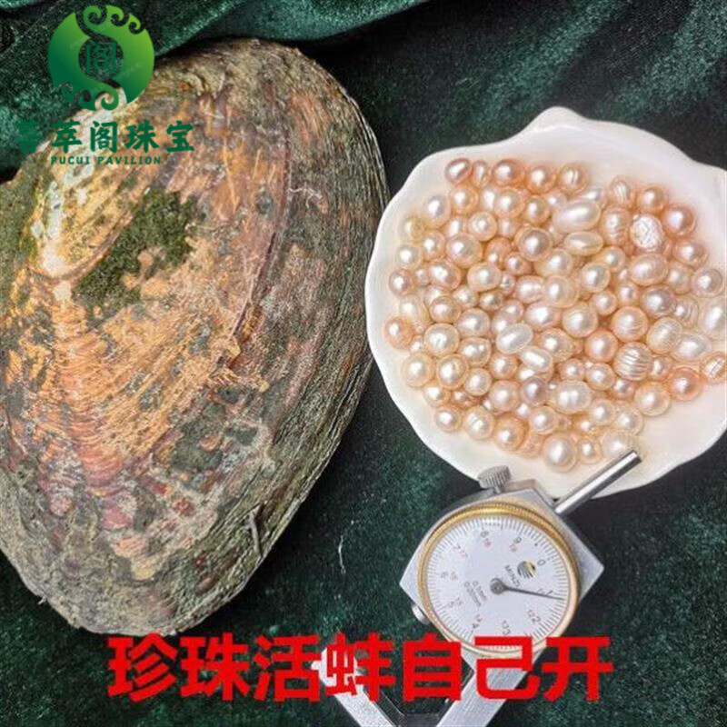 DR-FLVVS珍珠蚌活蚌自己開河蚌自開殼珍珠鮮活活體貝動手開 8年大精靈多珠蚌2個+真空小蚌-H6 1.00-1.00mm