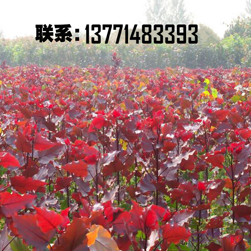 韶栀春中华红叶杨速生无絮观赏杨南林3804南林3412扦插苗白杨树苗107