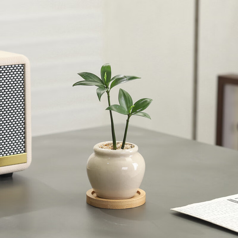 八芽迷你竹柏盆栽茶几好养花卉绿植四季常青办公室内桌面植物净化空气 竹柏+小茶罐盆（陶瓷）+竹底托 带盆栽好