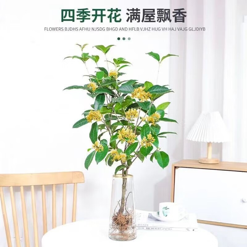 如何查看绿植盆栽的历史价格|绿植盆栽价格比较