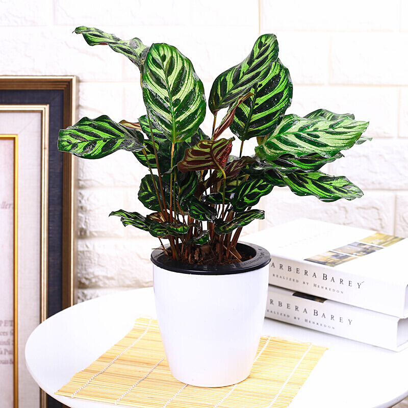 绿植豹纹办公室桌面花卉竹竽彩叶竹竽叶片植物四季绿植 青纹竹芋芗苒