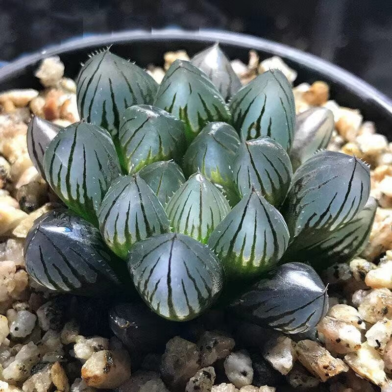 素蜜黑肌玉露玉露十二卷多肉植物黑姬玉露办公室桌面花卉盆栽 黑姬