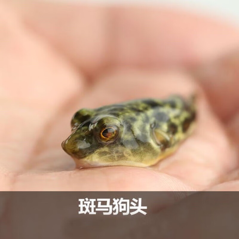 婷越岚斑马狗头鱼斑狗头鱼热带鱼观赏鱼淡水凶猛鱼活 斑马狗头1-2cm