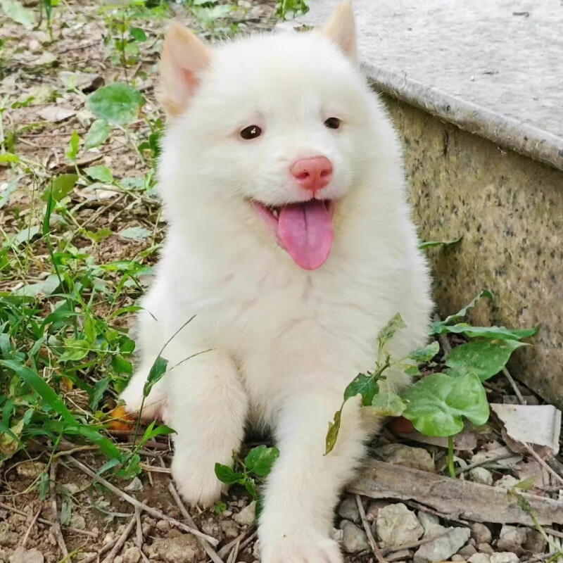 麦基乐纯种中华田园犬红鼻子土松熊犬幼犬黄狗白面小土狗宠物狗五红