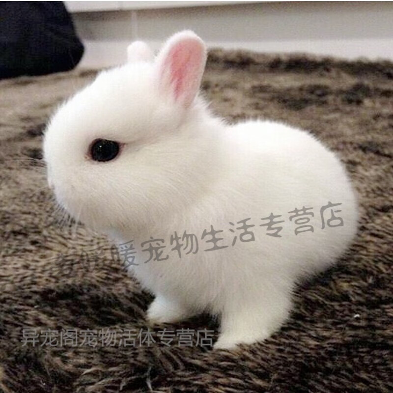 小型长不大宠物兔茶杯兔可做造型盖脸荷兰侏儒兔小兔子活物幼兔兔宝宝