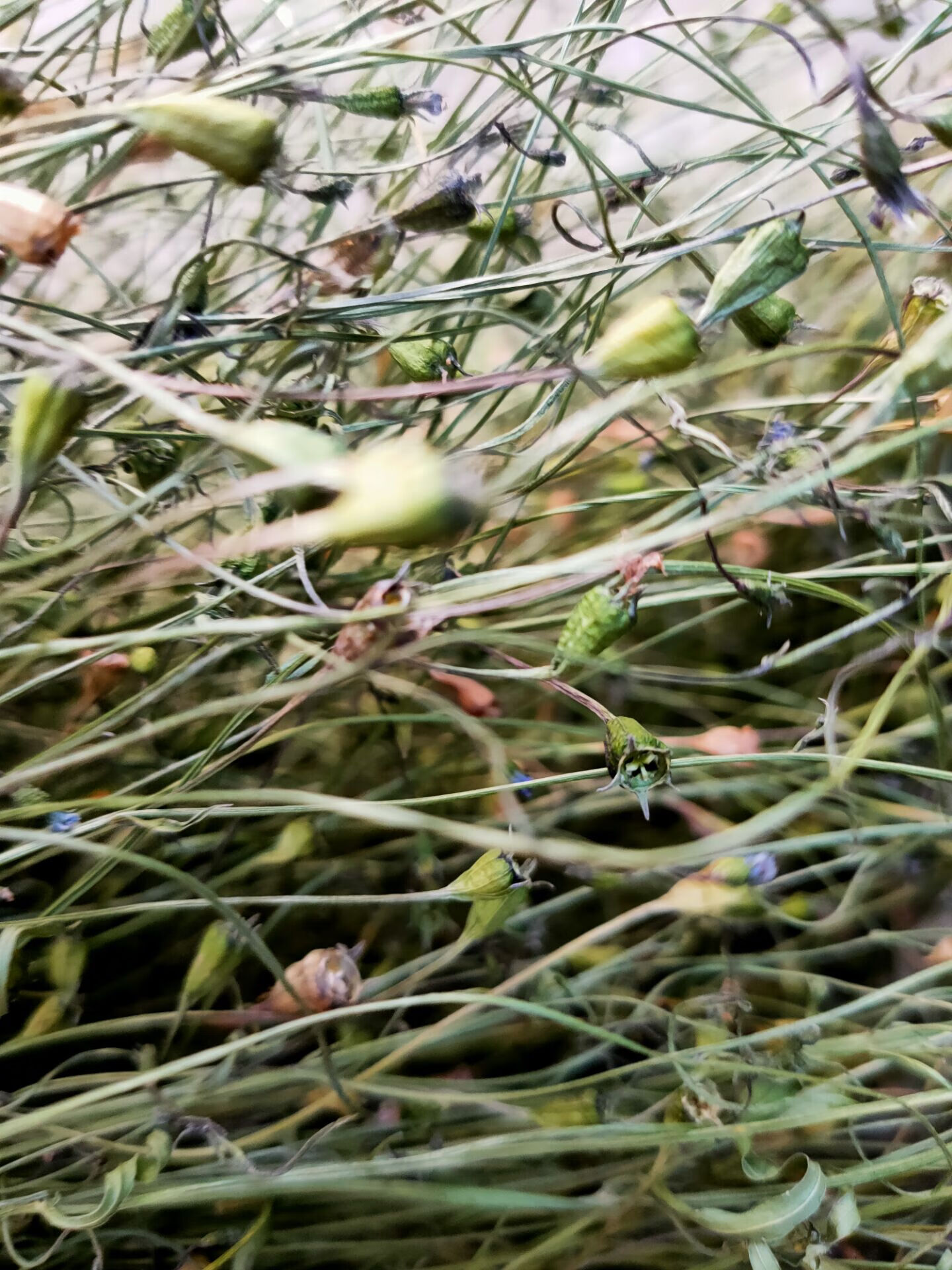 2023兰花参金线吊葫芦土参细叶沙参,蓝花参蓝花草 500克 2023新货干品