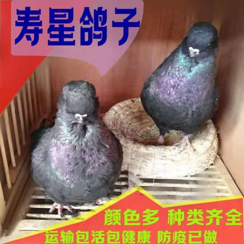 一对白色灰色黑色活物鸽子鸟大体种鸽青年鸽 随机颜色寿星鸽子一只公