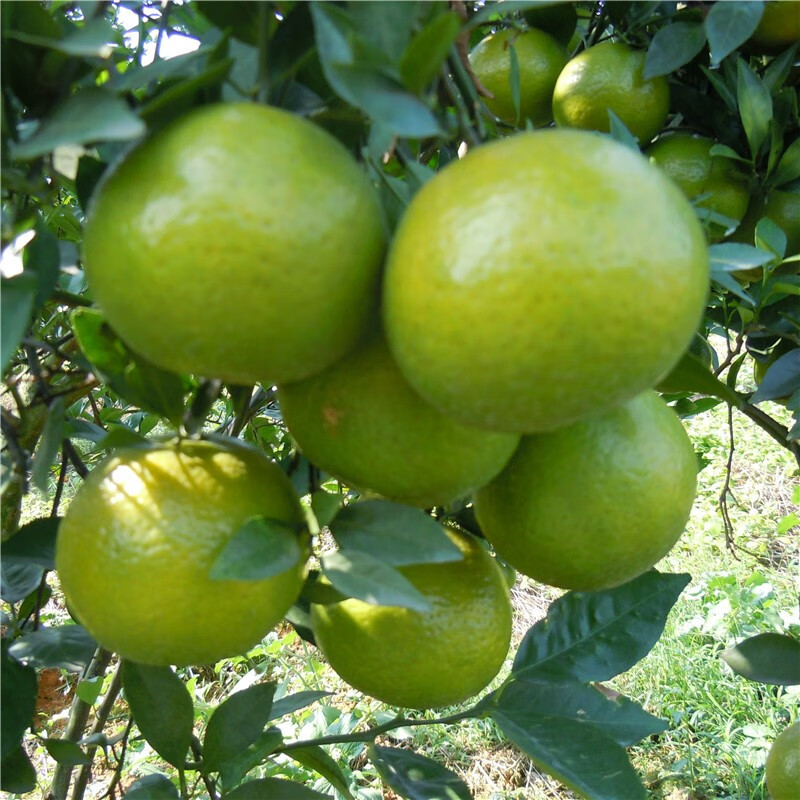 果迎鲜皇帝柑 广西皇帝柑 新鲜水果 酸橘子 45-55mm 净果4.5斤