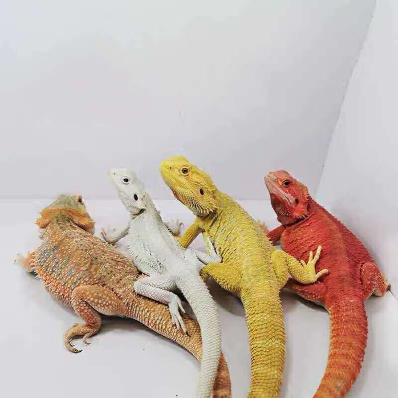 活体鬃狮巨型蜥蜴异宠物超大个体蜥蜴变色龙蜥人工玩爬宠 饲养手册