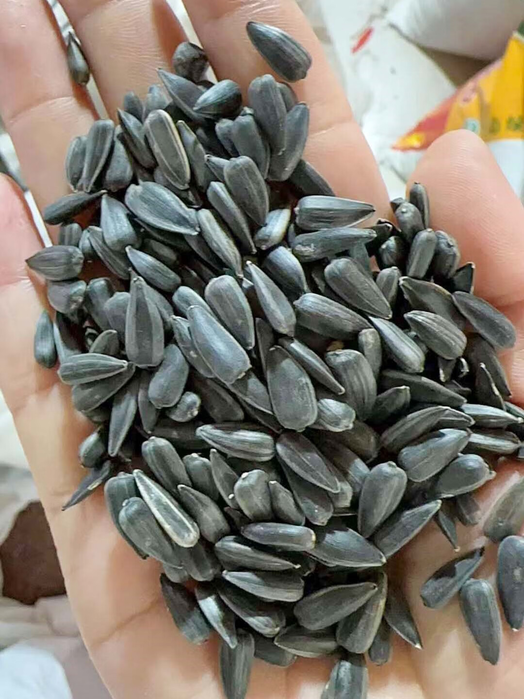 芗苒油葵种子四季花籽种籽籽 油葵种子一斤