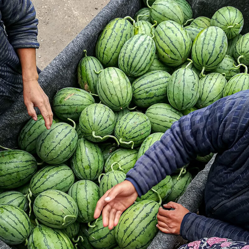 寿禾 水果种子早春红玉礼品西瓜2k小西瓜苗薄皮特甜春季种植阳台盆栽 春秋早春红玉西瓜种60粒/70%人选使用感如何?