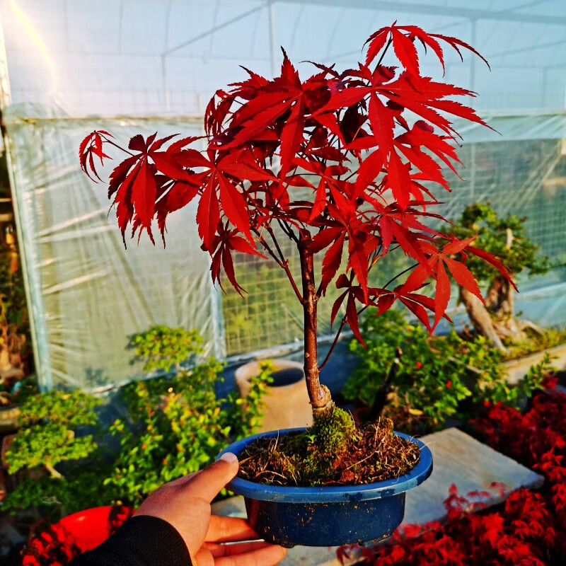 惜林园日本红枫盆景原生红舞姬盆栽老桩四季树苗红叶子室内阳台庭院
