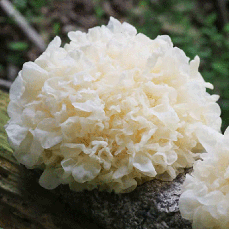妮姬古田新鲜银耳 非干货白木耳糯银耳莲子羹食材盒装 2朵