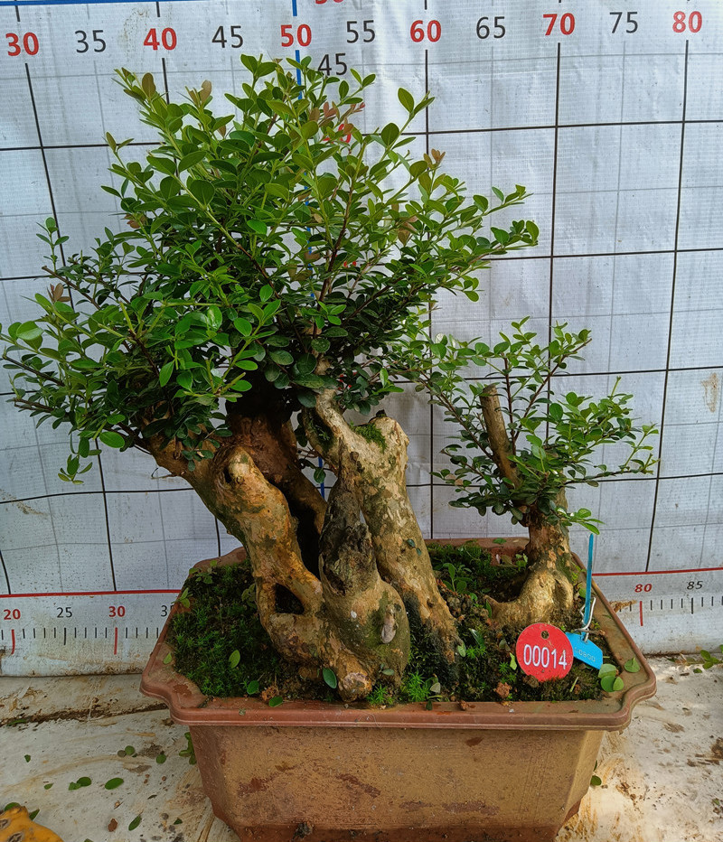 黄杨树老桩盆景造型矮霸黄杨树瓜子黄杨园艺盆栽  小叶黄杨珍珠黄