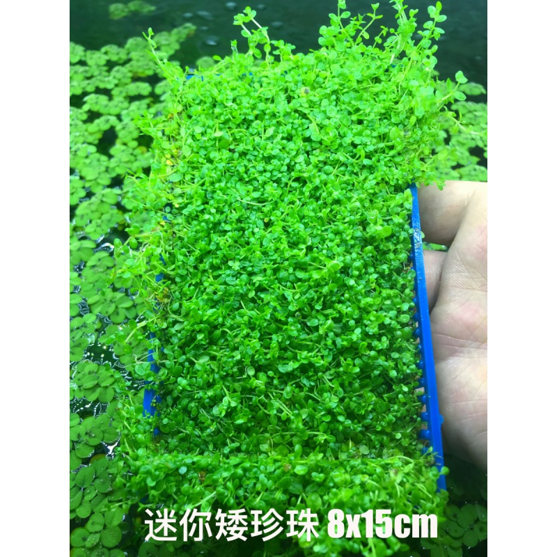 再宠 鱼缸前景草活体水草趴地爬地矮珍珠挖耳牛毛毡迷你矮天湖葵 迷你