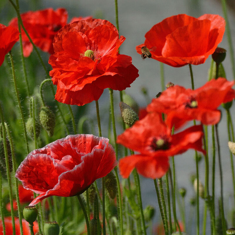 子冬季耐寒开花花种室外见土就活四季虞美人种子 红色虞美人/2万粒 肥