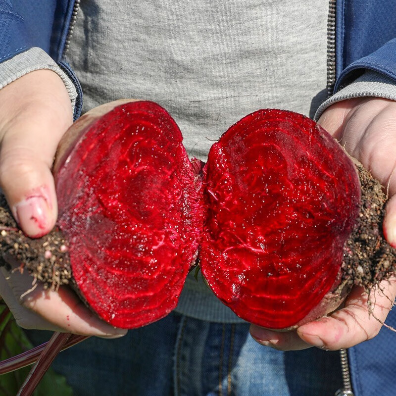 神禾 甜菜根种子红色甜菜头春季蔬菜菜籽 丸内交配红甜菜种2g 约80粒