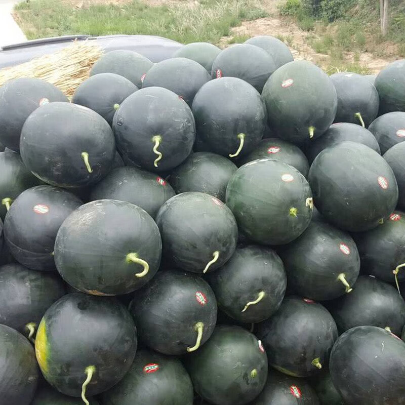 蔬菜类怎么查询历史价格|蔬菜类价格比较