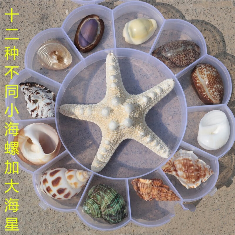 礼物天然海螺精选标本海螺贝壳收纳礼盒装送人收藏礼品 太阳花海星款