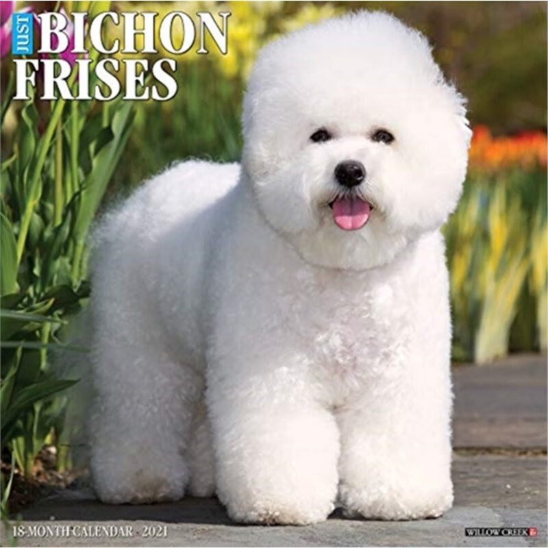 预订just bichons frises 2021 wall calendar (dog breed calendar)