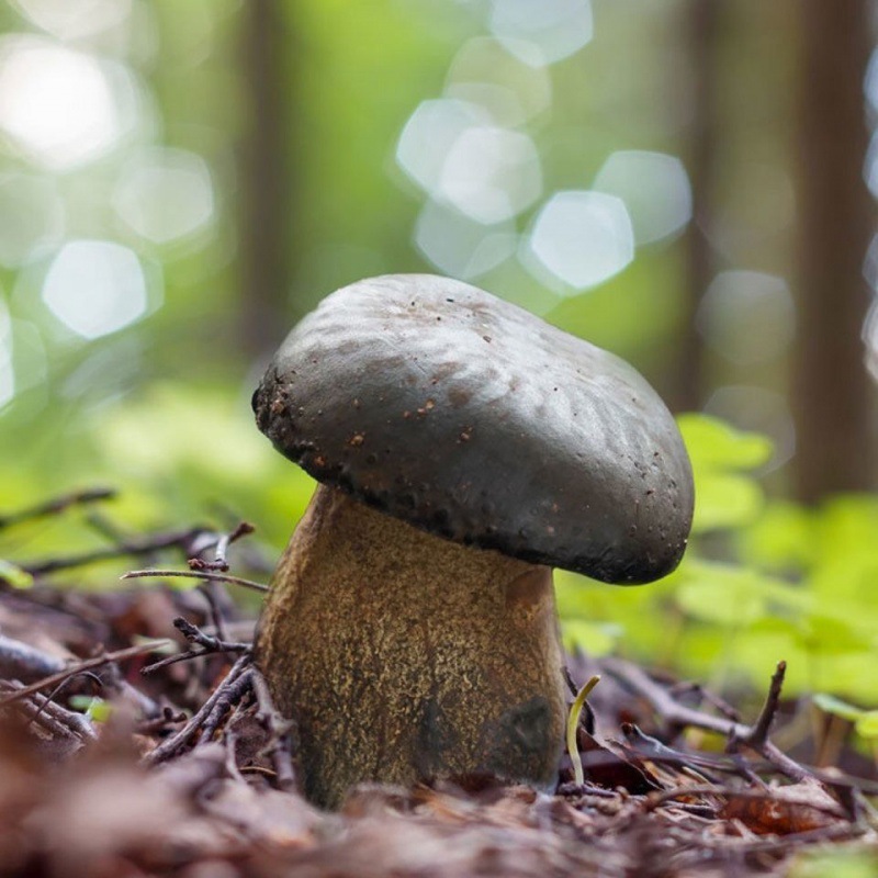 滇味十足(DIANWEISHIZU)云南高原新鲜黑牛肝菌新鲜菌菇蔬菜货顺丰空运礼品礼盒 1斤【顺丰空运】