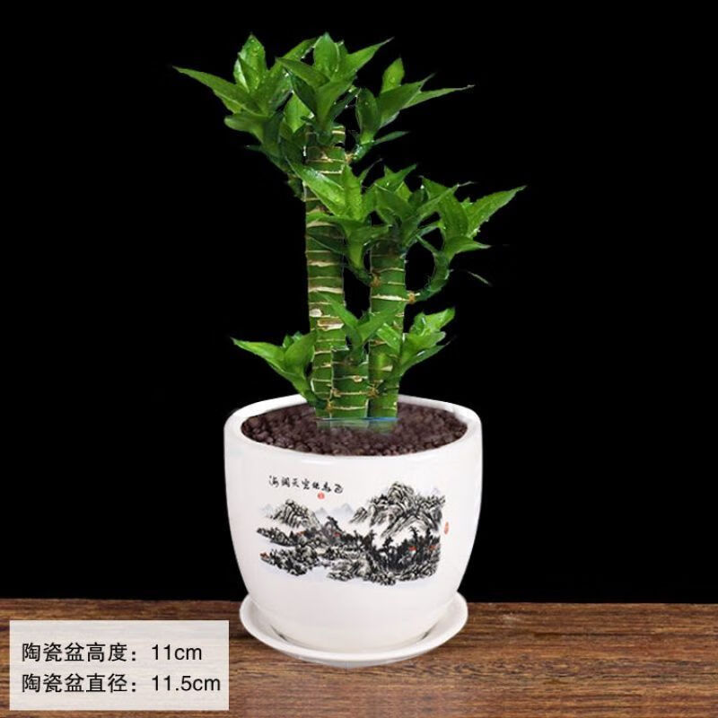 绿有意步步高观音竹富贵荷花竹水养土培盆栽室内桌摆植物吸甲醛水培植物 步步高富贵竹(灰色叠叠吸水盆)+招财卡 含盆