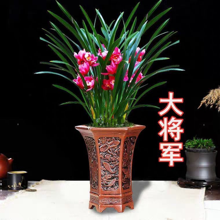 浓香型兰花苗盆栽大花蕙兰建兰花卉盆栽室内绿植物庭院四季开花 大将军22 （3苗送肥料+生根粉）当年开花