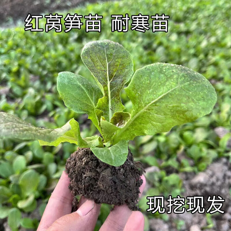 圆叶红莴笋苗莴苣苗秋冬季菜苗蔬菜苗阳台庭院盆栽绿植苗 10棵2红莴笋