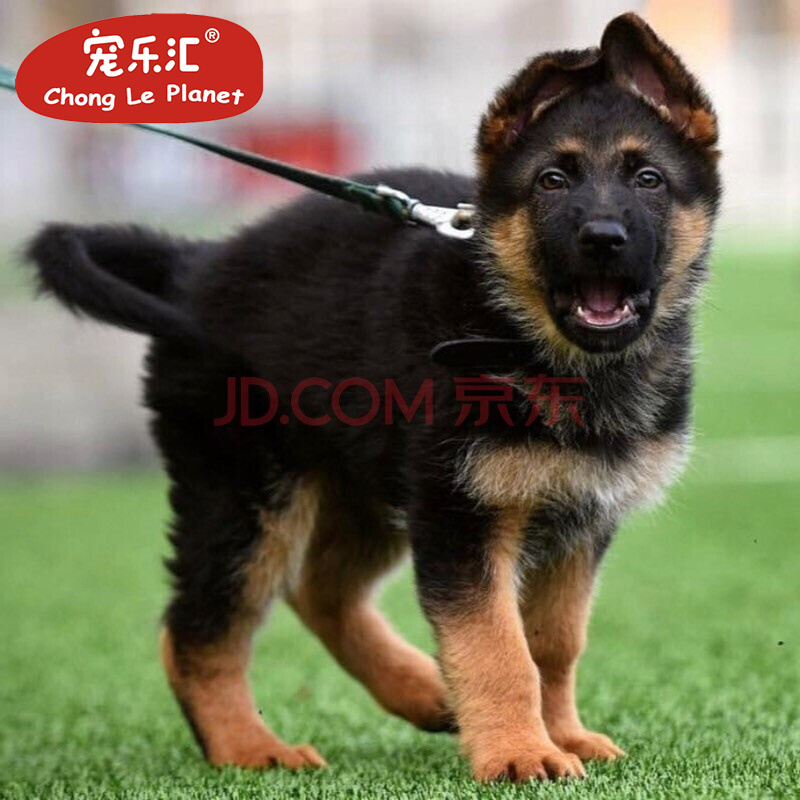 宠乐汇 德牧德国牧羊犬 幼犬活体宠物狗狗活体视频挑选纯种血统ngkc
