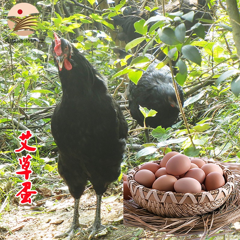 乡水洞天 艾草蛋散养土鸡蛋绿壳蛋农家柴鸡蛋初生蛋 艾草蛋 50枚