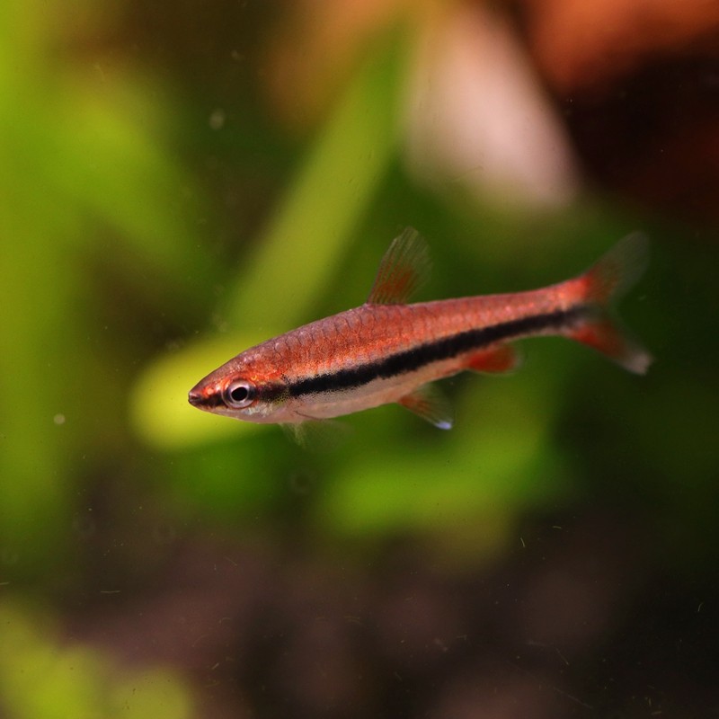 南美灯科鱼超红樱桃灯甜心柠檬铅笔灯火兔灯小型淡水活体鱼 红背铅笔
